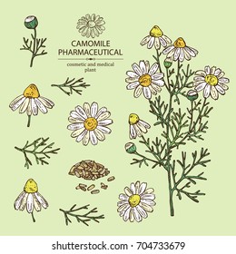 Collection of camomile:  leaves, seeds and flowers. Cosmetic and medical plant. Vector hand drawn illustration.