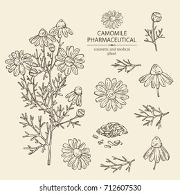 Collection of camomile:  leaves, seeds and flowers. Cosmetic and medical plant. Vector hand drawn illustration.