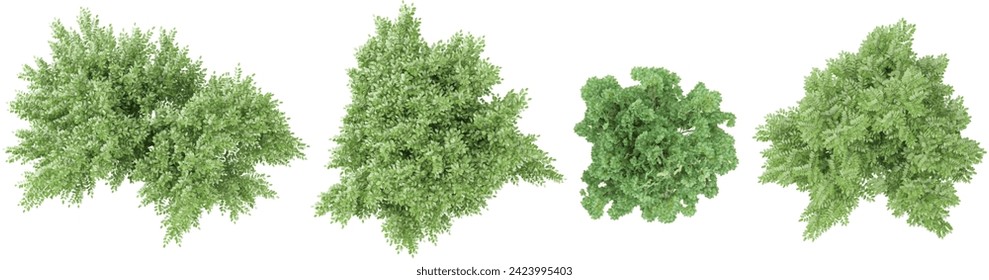 Collection of Caragana arborescens,Liriodendron tulipifera Trees isolated used for design,top veiw, advertising and architecture