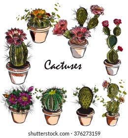 Collection of carefully hand drawn cactus in engraved and watercolor styles