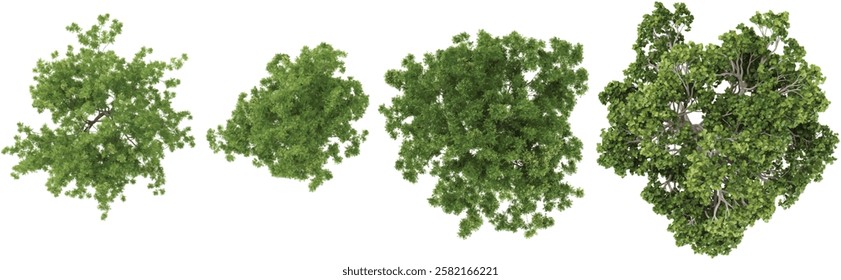 Collection of carica,ornus trees on transparent background from the top view