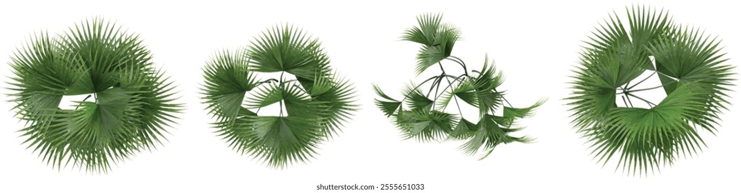 Collection of Carludovica plants on transparent background from the top view