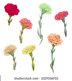 Collection of carnation schabaud: red, white, pink, yellow flowers, green stems, leaves on white background for Mother's Day, Victory day, digital draw in engraving vintage style, vector