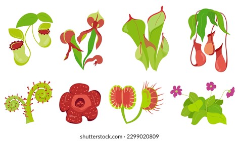 Collection of carnivorous plants with specialized leaves, smell that trap and digest insects for nutrition Venus flytrap, Nepenthes, rafflesia, darlingtonia Set of vector illustrations flowers
