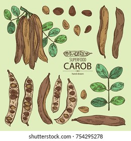Collection of carob: branch, carob pods and fruits. Super food. Vector hand drawn illustration