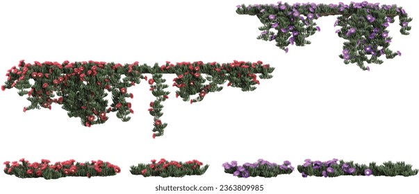 Collection of Carpobrotus edulis,Pigface Phullanthus Cochinchinensis,Phyllanthus on isolated transparent background