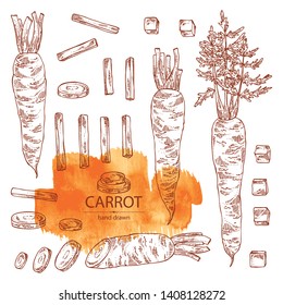 Collection of carrot: full carrot and slices. Vector hand drawn illustration