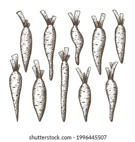 Collection of carrots isolated on white background. Fresh vegetables. Healthy and beneficial product. Organic food. Gardening or farming concept. Flat vector illustration. Sketch style.