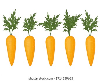 Collection of carrots on a white background. Fresh vegetables. Isolated object on a white background. Cartoon style.