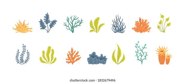 Collection of cartoon algae. Collection of seaweeds, underwater sea plants, shells. Vector illustration of seaweeds, planting, marine algae and ocean corals silhouettes. 