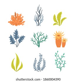 Collection of cartoon algae. Collection of seaweeds, underwater sea plants, shells. Vector illustration of seaweeds, planting, marine algae and ocean corals silhouettes. 