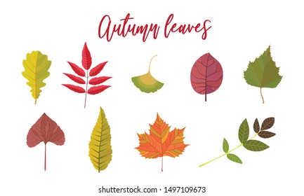 Collection of cartoon autumn leaves. Flat colorful vector illustration