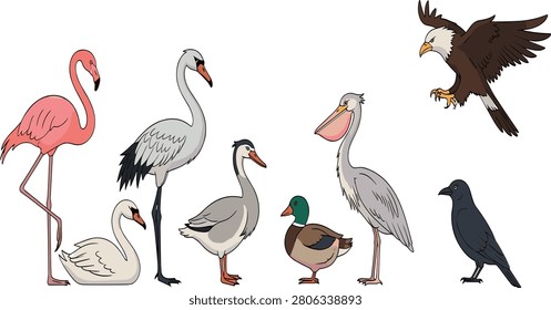 Collection of cartoon birds vector illustrations featuring flamingo swan crane wild goose mallard duck pelican flying eagle and black crow.