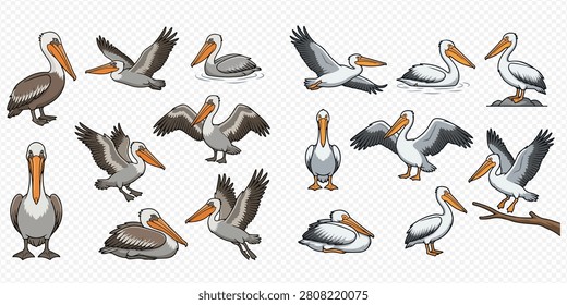A collection of cartoon pelicans in various poses, including flying, standing, swimming, and resting, on a transparent background.