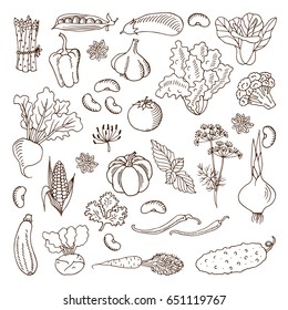 A collection of cartoon vegetables. Vector illustration. A set of icons of different vegetables. Black outline. Isolated.Web icon drawn in the doodle style. Elements of design.