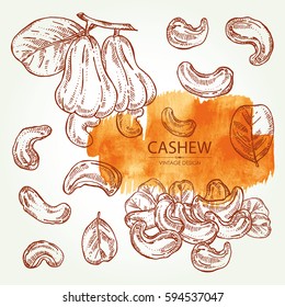 Collection of cashew, nut, fetus and leaf. Hand drawn.
