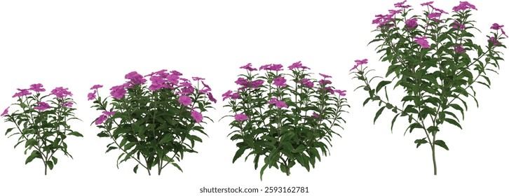 Collection of Catharanthus flower plants on transparent background