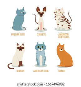 Collection Cats of Different Breeds.