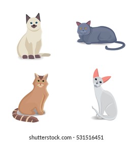 Collection Cats of Different Breeds. Vector isolated cat on white background. Home animal or pets. Funny kitten faces