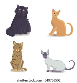 Collection Cats of Different Breeds. Vector isolated cat on white background. Home animal or pets. Fanny kittens faces