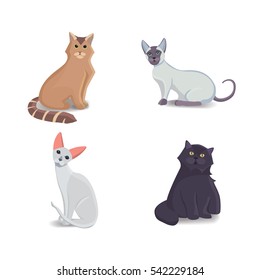Collection Cats of Different Breeds. Vector isolated cat on white background. Home animal or pets. Fanny kittens faces