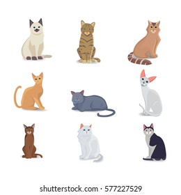 Collection Cats of Different Breeds. Vector isolated cat on white background. Home animal or pets. Fanny kittens faces