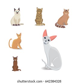 Collection Cats of Different Breeds. Vector isolated cat on white background. Home animal or pets. Fanny kittens faces