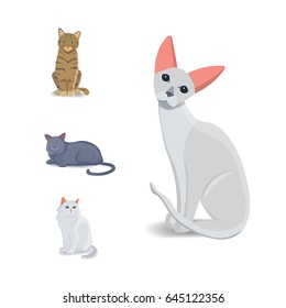 Collection Cats of Different Breeds. Vector isolated cat on white background. Home animal or pets. Fanny kittens faces