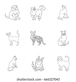 Collection of cats in one picture. Different cats in one picture. Cat breeds icon in set collection on outline style vector symbol stock illustration.