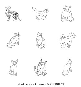 Collection of cats in one picture. Different cats in one picture. Cat breeds icon in set collection on outline style vector symbol stock illustration.