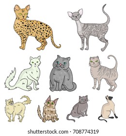 Collection of cats in one picture. Different cats in one picture. Cat breeds icon in set collection on cartoon style vector symbol stock illustration.