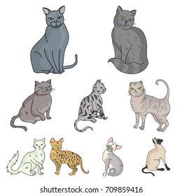Collection of cats in one picture. Different cats in one picture. Cat breeds icon in set collection on cartoon style vector symbol stock illustration.