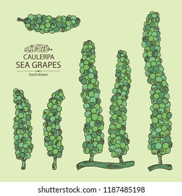 Collection of caulerpa: sea grapes seaweed. Green algae. Edible seaweed. Vector hand drawn illustration.