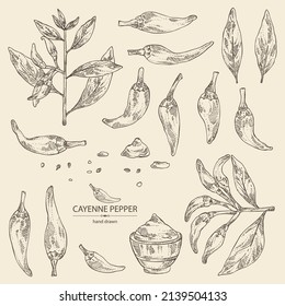 Collection of cayenne pepper: cayenne pepper plant, seeds and whole cayenne pepper. Vector hand drawn illustration.