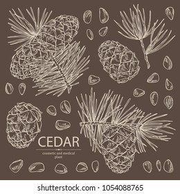 Collection of cedar: branch of cedar with cedar cone. Cosmetics and medical plant. Vector hand drawn illustration.