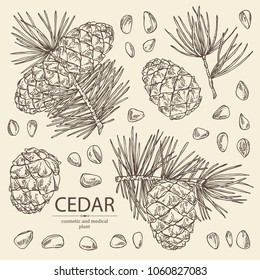 Collection of cedar: branch of cedar with cedar cone. Cosmetics and medical plant. Vector hand drawn illustration.