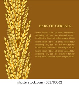Collection of cereals and text, background vector. Yellow and brown hand drawn backdrop. Decorative illustration with ears of cereals, good for printing