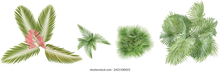 Collection of Chambeyronia macrocarpa, Zombia antillarum,Veitchia joannis trees isolated on white background, tropical trees isolated used for design,top veiw, advertising and architecture