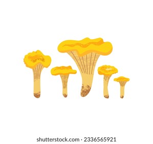 Collection of chanterelles of different sizes and shapes on white isolated background. Textured vector illustration of edible forest mushrooms for design projects.