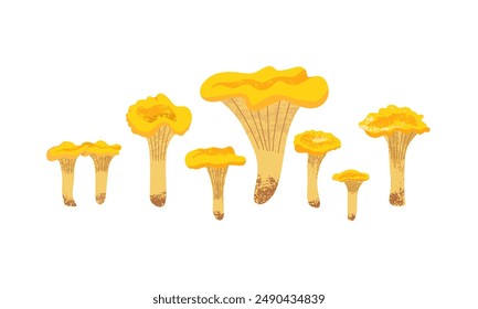 Collection of chanterelles of different sizes and shapes on white isolated background. Textured vector illustration of edible forest mushrooms for design projects. Side view.