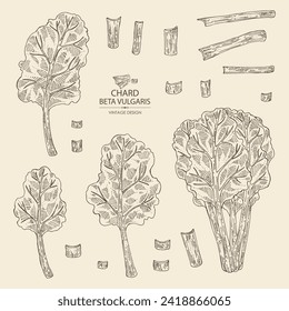 Entnahme von Schinken: Schmalspflanze, Mangold-Blätter und Mangold. Beta vulgaris. Vektorgrafik, handgezeichnet. 