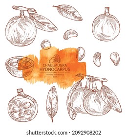 Collection of chaulmugra: plant and chaulmugra fruits. Hydnocarpus. Cosmetic and medical plant. Vector hand drawn illustration
