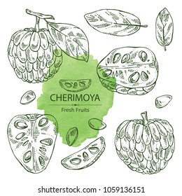 Collection of cherimoya: fruit, cherimoya slice and leaves. Vector hand drawn illustration.