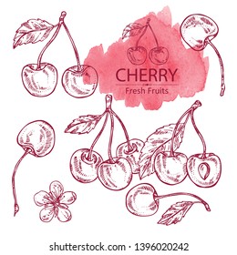 Collection of cherry: berries and flower. Vector hand drawn illustration