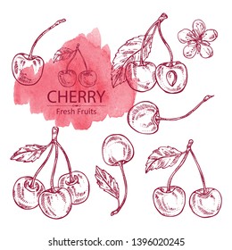 Collection of cherry: berries and flower. Vector hand drawn illustration