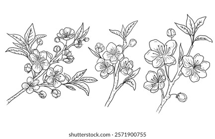 Collection of cherry blossom branches with beautiful flowers and buds in black on white background. Hand drawn vector sketch illustration in doodle engraved vintage line art style. Floral botanical