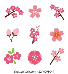 collection of cherry blossom or sakura flower