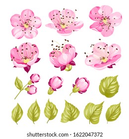 Collection of cherry flowers, set. Cherry blossom bundle. Black flowers of prunus isolated over white. Flowers contours collection. Vector illustration.
