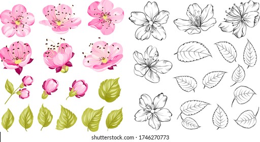 Collection of cherry flowers, set. Cherry blossom bundle. Black flowers of prunus isolated over white. Flowers contours collection. Vector illustration.