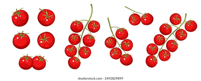 Colección de tomates cherry. Tomates en ramas aisladas sobre un fondo blanco.Ilustración vectorial.